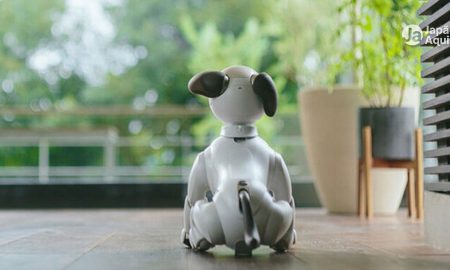 Programa de adoção de pais para cães-robôs Aibo
