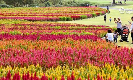 Saitama: tapete de flores embelezam Parque Nacional