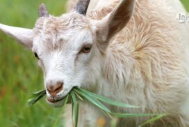 Mie, Yokkaichi: Prefeitura aposta em cabras para cortar gastos