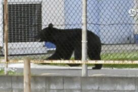 Urso ataca em área residencial e deixa feridos