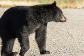 Nagano, Matsumoto: urso é visto próximo a escola
