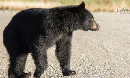Nagano, Matsumoto: urso é visto próximo a escola